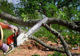 Best Tree Cabling and Bracing  in North Lindenhurst, NY