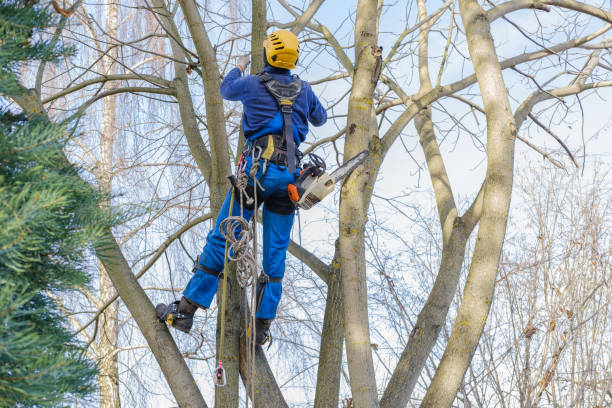 How Our Tree Care Process Works  in  North Lindenhurst, NY