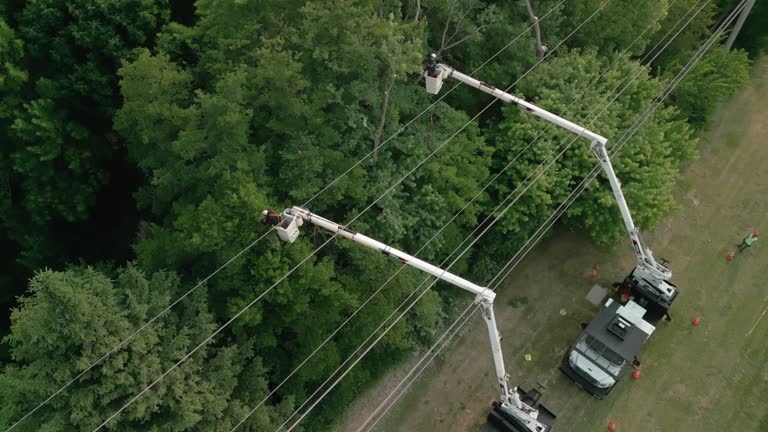 Best Tree Preservation Services  in North Lindenhurst, NY