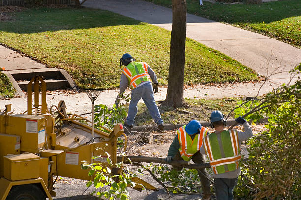 Best Tree Removal  in North Lindenhurst, NY