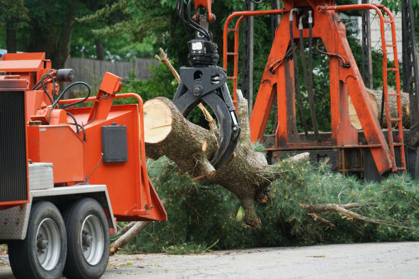 Best Tree Trimming and Pruning  in North Lindenhurst, NY
