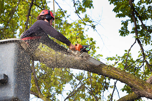 How Our Tree Care Process Works  in  North Lindenhurst, NY